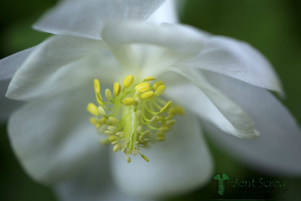 Flower - White Columbine